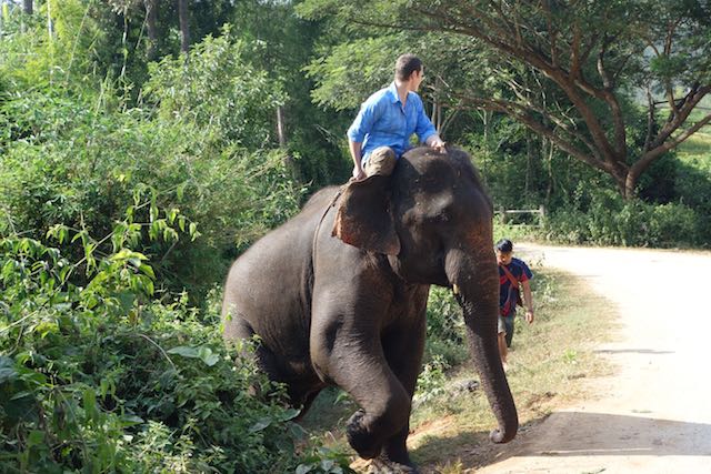 Elephant crossing!
