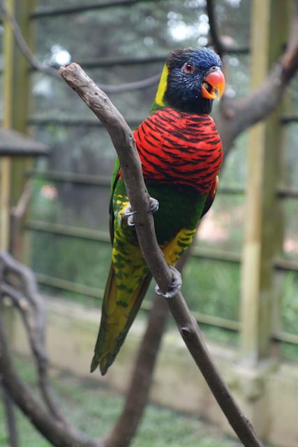 Einer der vielen Piepmätze im KL Bird Park.