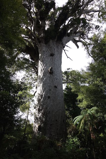 Tane Mahuta ("Gott des Waldes")