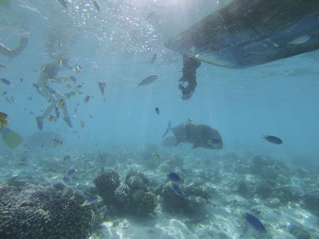 Irre, wenn so ein riesiger Brocken auf einen zu schwimmt und kurz vorher abdreht.