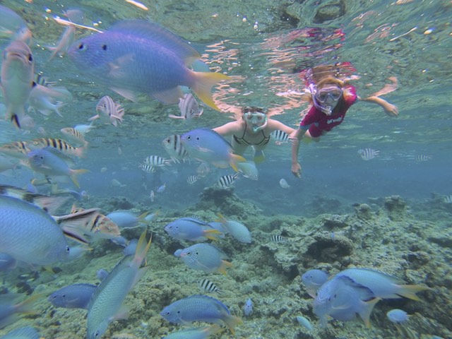 Diese tollen blauen Fische haben wir hier zum ersten Mal gesehen.