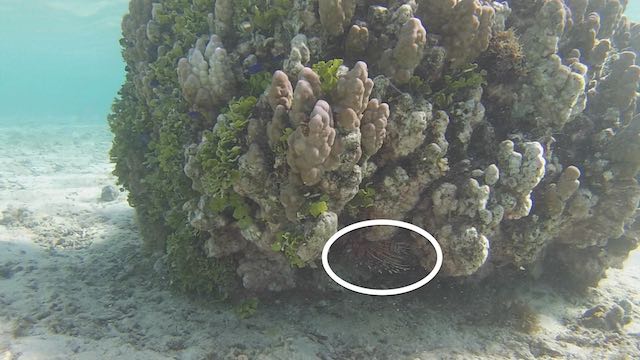 Nicht das beste Foto, aber keiner von uns hatte Lust, den Feuerfisch aus seinem Versteck zu scheuchen.