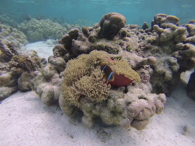 ... oder blau gestreifte Anemonenfische (Nemos) ...
