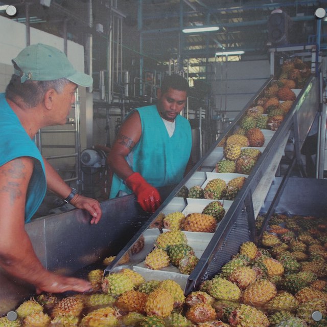 Ananas wird hier ganzjährig geerntet und verarbeitet.