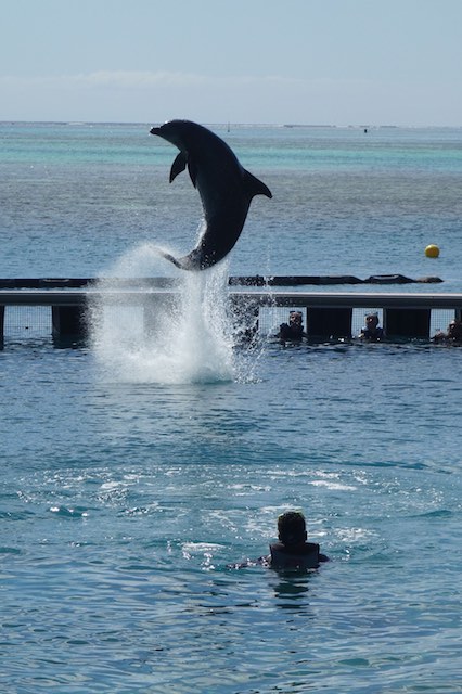 Auf Pfiff sprang der Delfin aus dem Wasser.