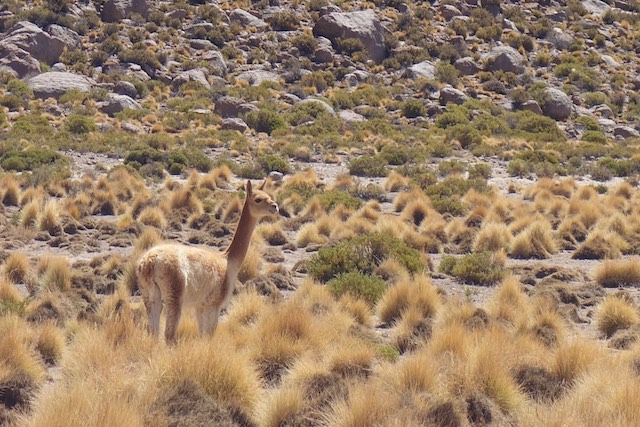 Vicunas ernähren sich von dem spärlichen Bewuchs hier und wir sehen sie recht häufig.